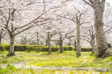 Obraz premium 桜並木