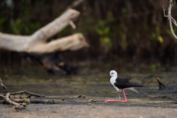Himantopus himantopus - black-winged Stilt are It walks, searches for food and catches insects
and is a Shorebird that lives on the banks of the saltwater And in river and lakes
