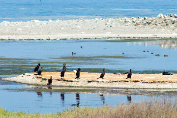 various birds at the mouth of the river Loa