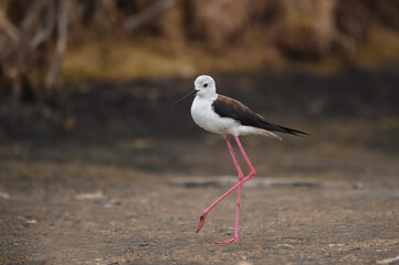 Himantopus himantopus - black-winged Stilt are It walks, searches for food and catches insects
and is a Shorebird that lives on the banks of the saltwater And in river and lakes
