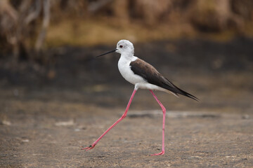 Himantopus himantopus - black-winged Stilt are It walks, searches for food and catches insects
and is a Shorebird that lives on the banks of the saltwater And in river and lakes
