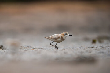 Himantopus himantopus - Baby black-winged Stilt Chicks are It walks, searches for food and catches insects
and is a Shorebird that lives on the banks of the saltwater And in river and lakes
