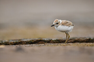 Himantopus himantopus - Baby black-winged Stilt Chicks are It walks, searches for food and catches insects
and is a Shore bird that lives on the banks of the saltwater And in river and lakes
