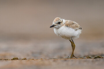 Himantopus himantopus - Baby black-winged Stilt Chicks are It walks, searches for food and catches insects
and is a Shore bird that lives on the banks of the saltwater And in river and lakes
