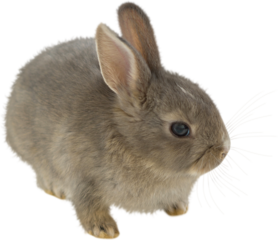 Close-up of brown Easter bunny