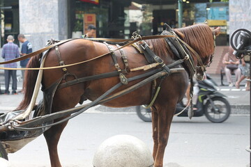 Delman's horse