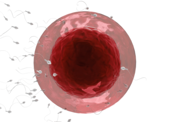 Human sperms moving towards ovum