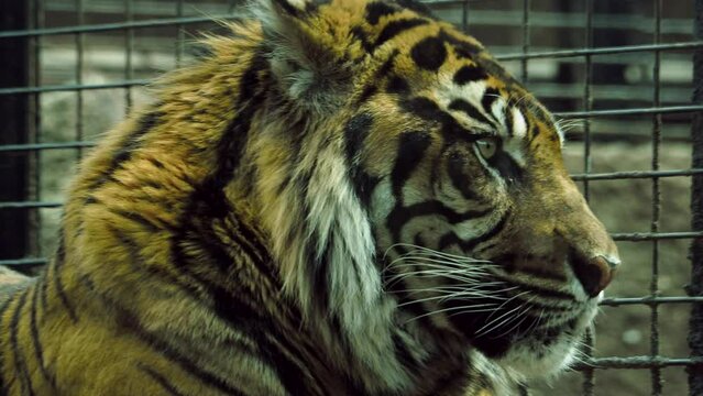 Large orange and black Sumatran Tiger at the Topeka Zoo on a cool Spring day.