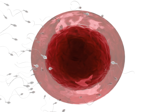 Human sperms moving towards ovum - Powered by Adobe