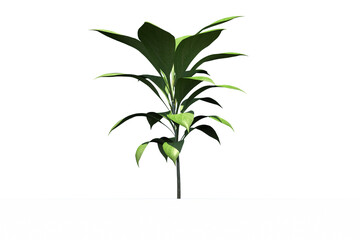 Little green seedling with leaves growing