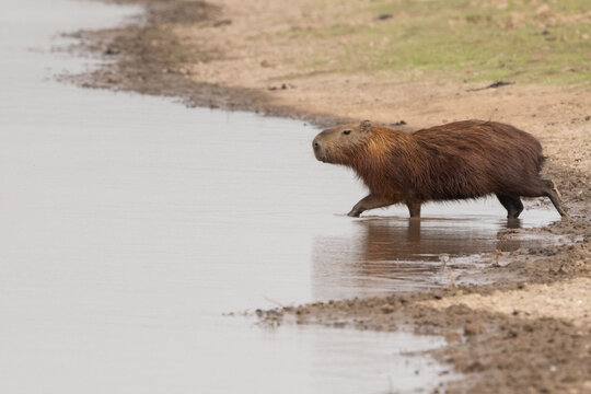 Capibara llanos colombianos