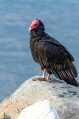 Jote de cabeza colorada (Cathartes aura)