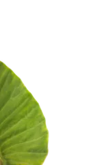 Fotobehang Leaf veins  © vectorfusionart