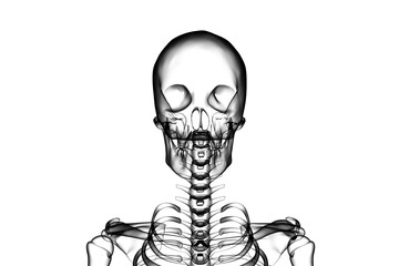 Illustrative image of human skeleton 