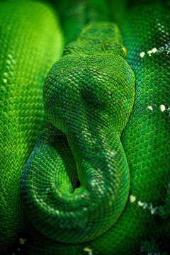green tree python