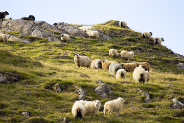 Fototapeta premium Icelandic Sheep Graze in the Mountain Meadow, Group of Domestic Animal in Pure and Clear Nature. Beautiful Icelandic Highlands. Ecologically Clean Lamb Meat and Wool Production. Scenic Area