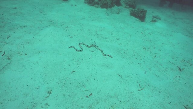 Banded sea krait on a sandy bottom underwater. Sea snake in natural habitat. Sipadan, Malaysia.