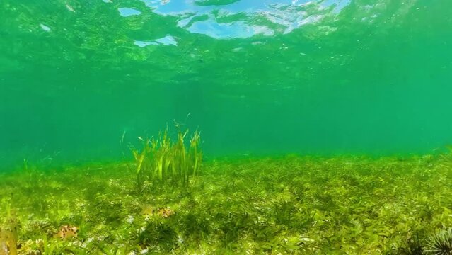 Black sea urchins amongst the seaweed. Black urchin, underwater at bottom.