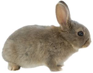Side view of brown rabbit 