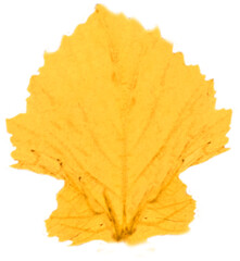 Close up of yellow leaf in autumn