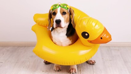 A beagle dog with glasses and a swimming circle is waiting for a vacation at sea.