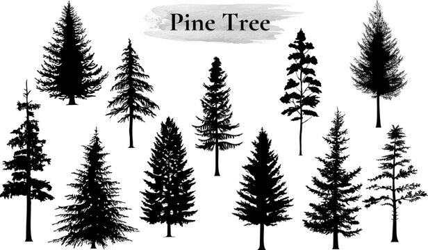 Pine tree vector illustration set. Black silhouette.