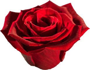 Obraz premium Fresh red rose