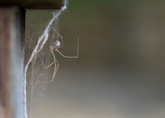 Close-up image of a daddy long legs spider (Pholcus phalangioides) on spider web.