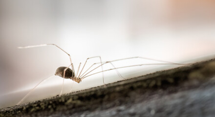 Close-up image of a daddy long legs spider (Pholcus phalangioides) or skull spider.