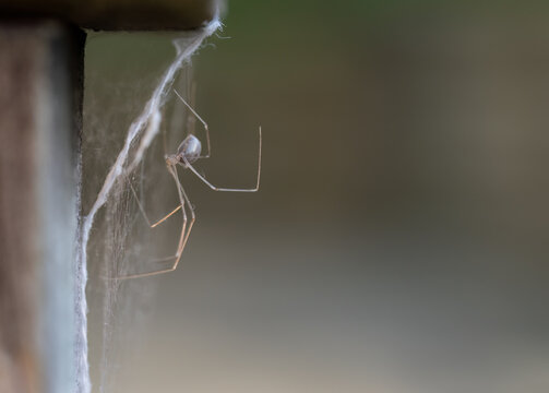 Close-up image of a daddy long legs spider (Pholcus phalangioides) on spider web.