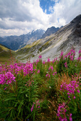 Purple flowers in the Italian Alps in the summer