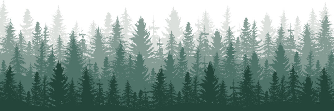 Forest panorama view. Pine tree landscape vector illustration. Spruce silhouette. Banner background. © Mimi Art Smile
