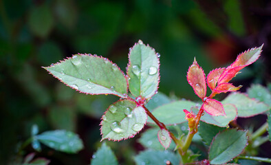 Young shoots of new rose plants are red. New shoots of plants for flowering have water droplets on the leaves.