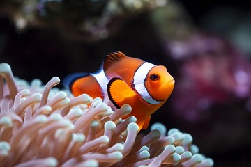 Fototapeta na wymiar orange white nemo clown fish background