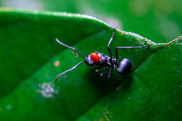 Red Parasite on Black Ant