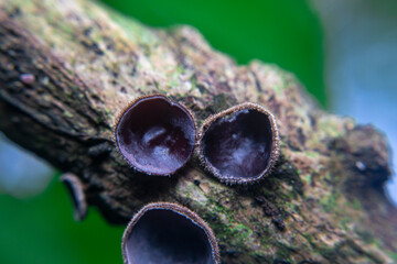 Close-up of fresh wood ear mushrooms (Auricularia auricula) with unique ear-like shape and texture. Commonly used in Asian cuisine. Natural, healthy, and edible fungus.