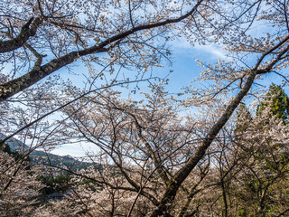 田舎の山に桜が咲いた