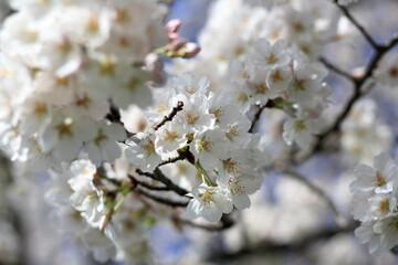 春の日差しに輝く桜