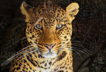 close up portrait of leopard © Noha
