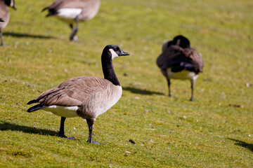 Canada geese at a park in Puyallup, Washington.