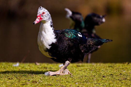 Female Muscovy duck at a park in Puyallup, Washington.