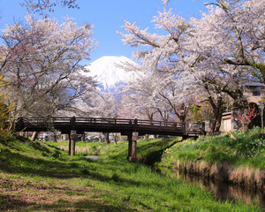 忍野村　新名庄川の桜並木と富士山