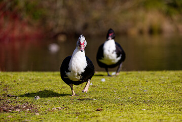 Female Muscovy duck walking on a grass field at a park in Puyallup, Washington.