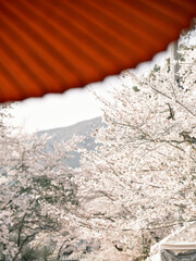 桜のある風景
