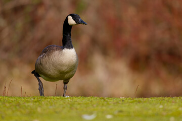 Canada goose at a park in Puyallup, Washington.