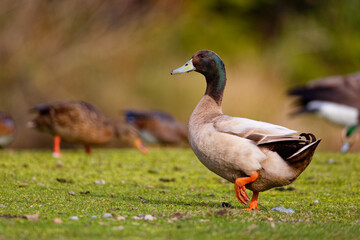 Male Mallard at a park in Puyallup, Washington.