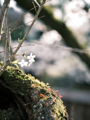 木の幹から咲く桜