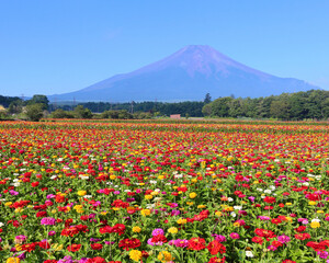 山中湖村　花の都公園の百日草と富士山