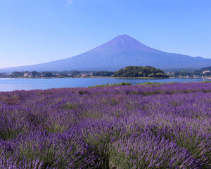 Fototapeta na wymiar 富士河口湖町　大石公園のラベンダーと富士山
