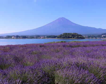 富士河口湖町　大石公園のラベンダーと富士山